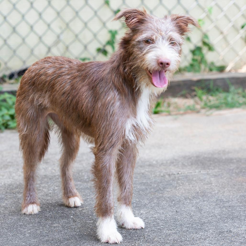 Enlarge Ruby, a Adoptable Mixed Breed in Cartersville, GA image 2/4