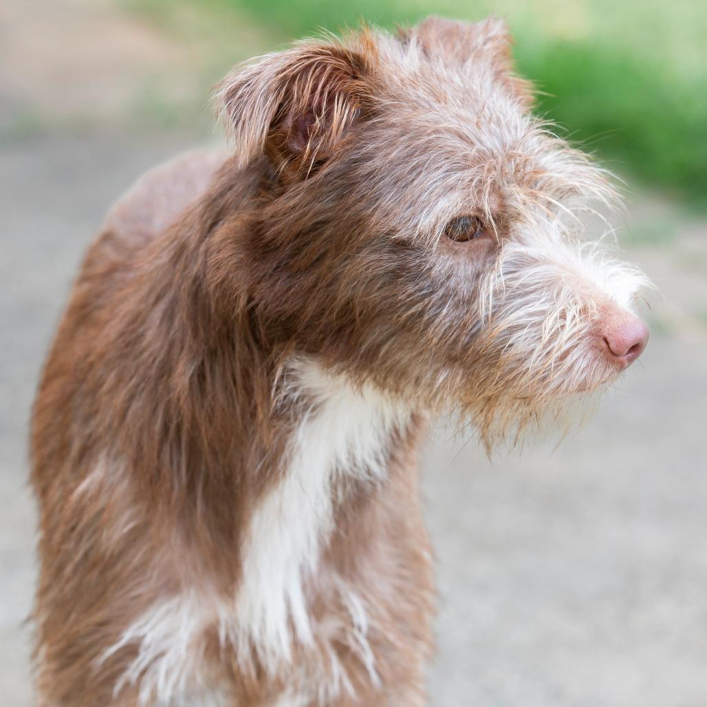 Enlarge Ruby, a Adoptable Mixed Breed in Cartersville, GA image 3/4