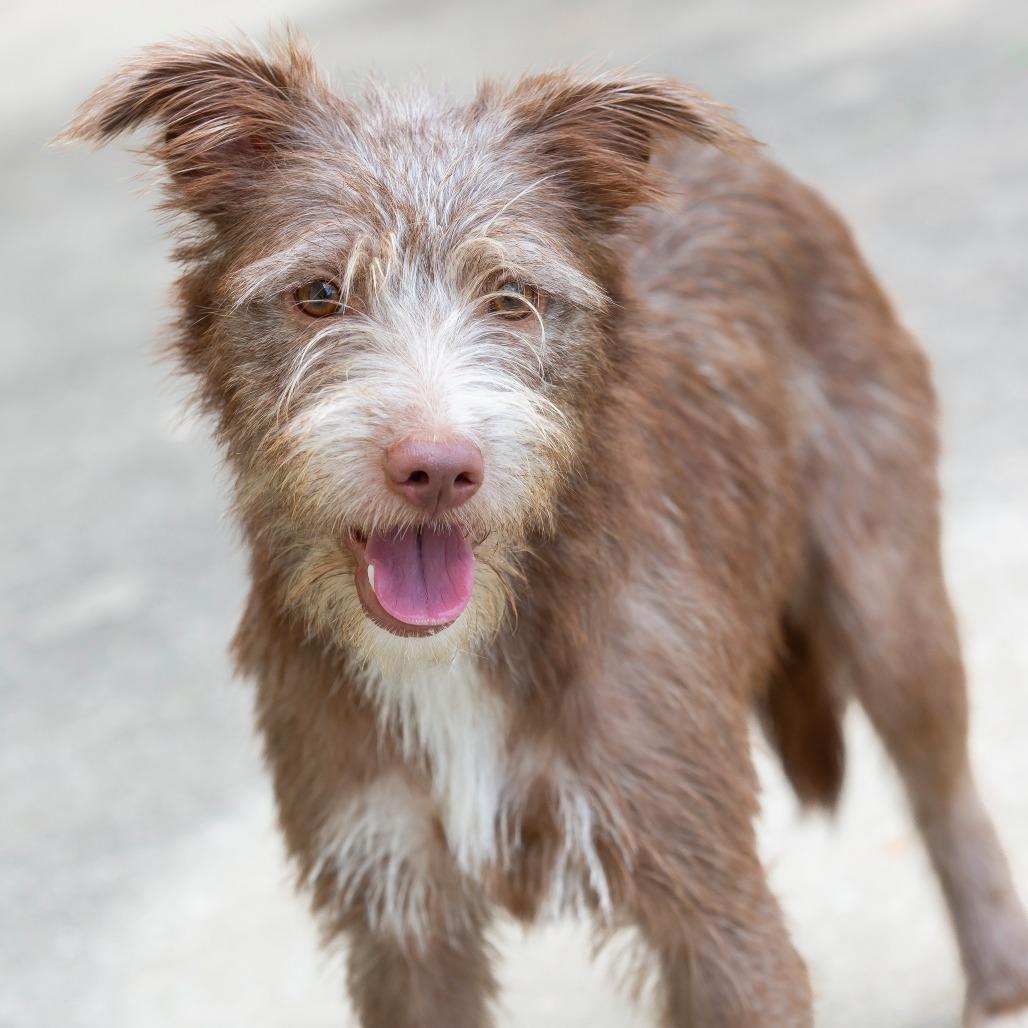 Enlarge Ruby, a Adoptable Mixed Breed in Cartersville, GA image 4/4