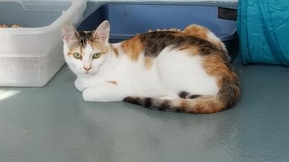 Katerina, Adoptable, Young Female Domestic Short Hair & Domestic Short Hair.