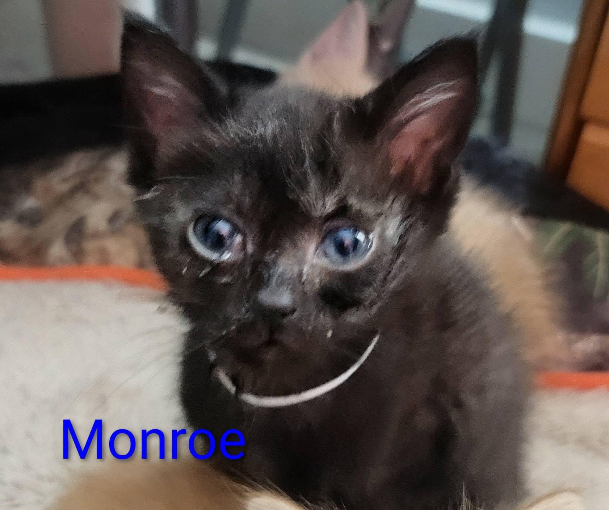 Monroe, Adoptable, Kitten Male American Shorthair.