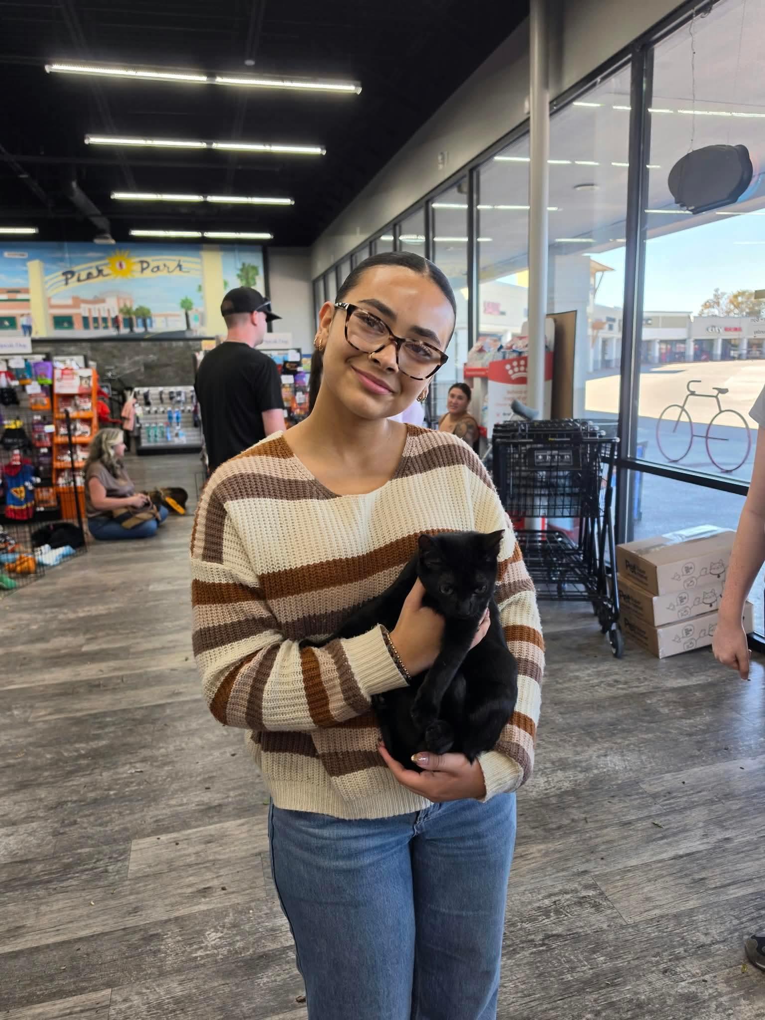 Enlarge Monroe, a Adoptable American Shorthair in Panama City, FL image 2/2