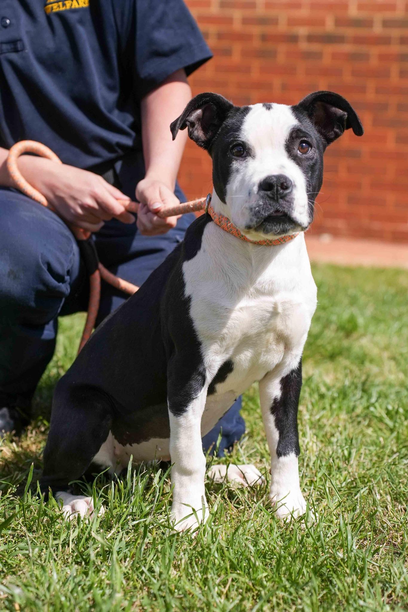 Marcy, ADOPTABLE, Young Female Pit Bull Terrier.
