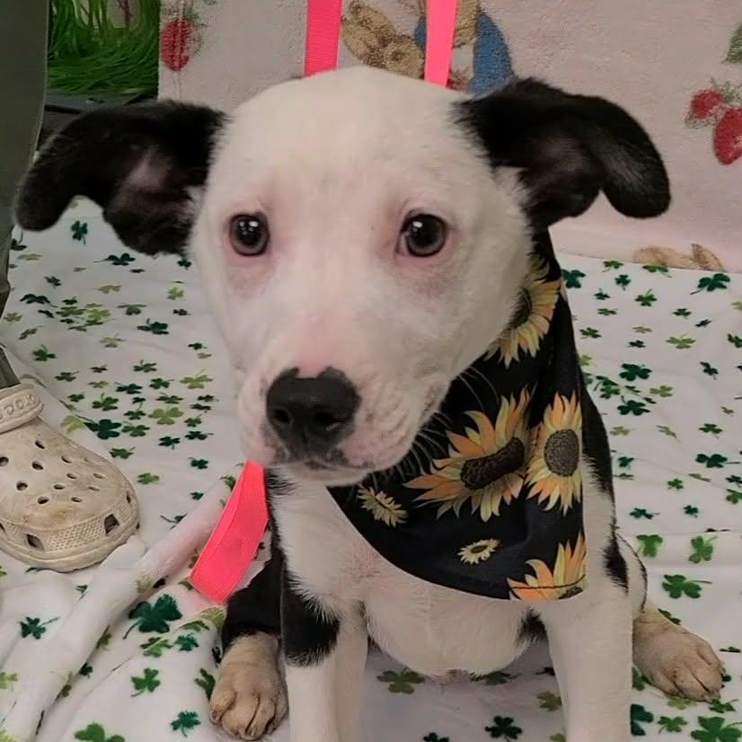 Tickles, ADOPTABLE, Young Male Mixed Breed.