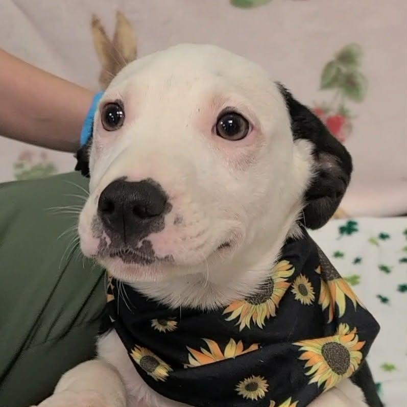 Enlarge Tickles, a ADOPTABLE Mixed Breed in Woolwich, ME image 2/3