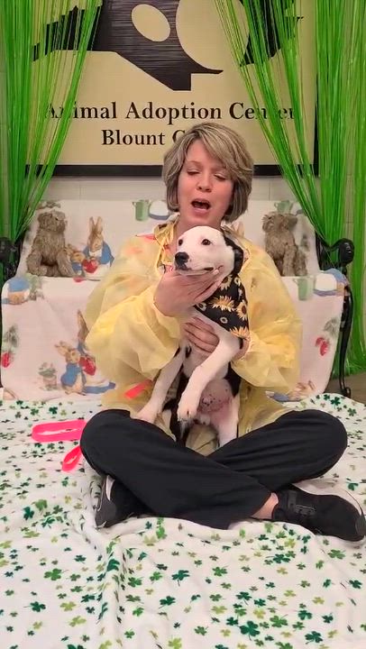 Enlarge Tickles, a ADOPTABLE Mixed Breed in Woolwich, ME video 3/3