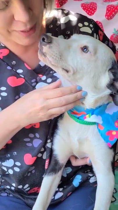 Enlarge Tickles, a ADOPTABLE Mixed Breed in Woolwich, ME video 4/4