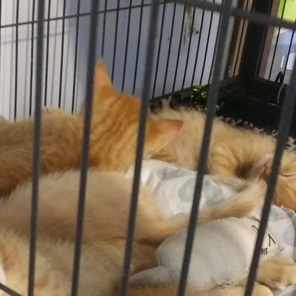 Enlarge Izzy, a Adopted Domestic Short Hair in Port Wentworth, GA image 1/1