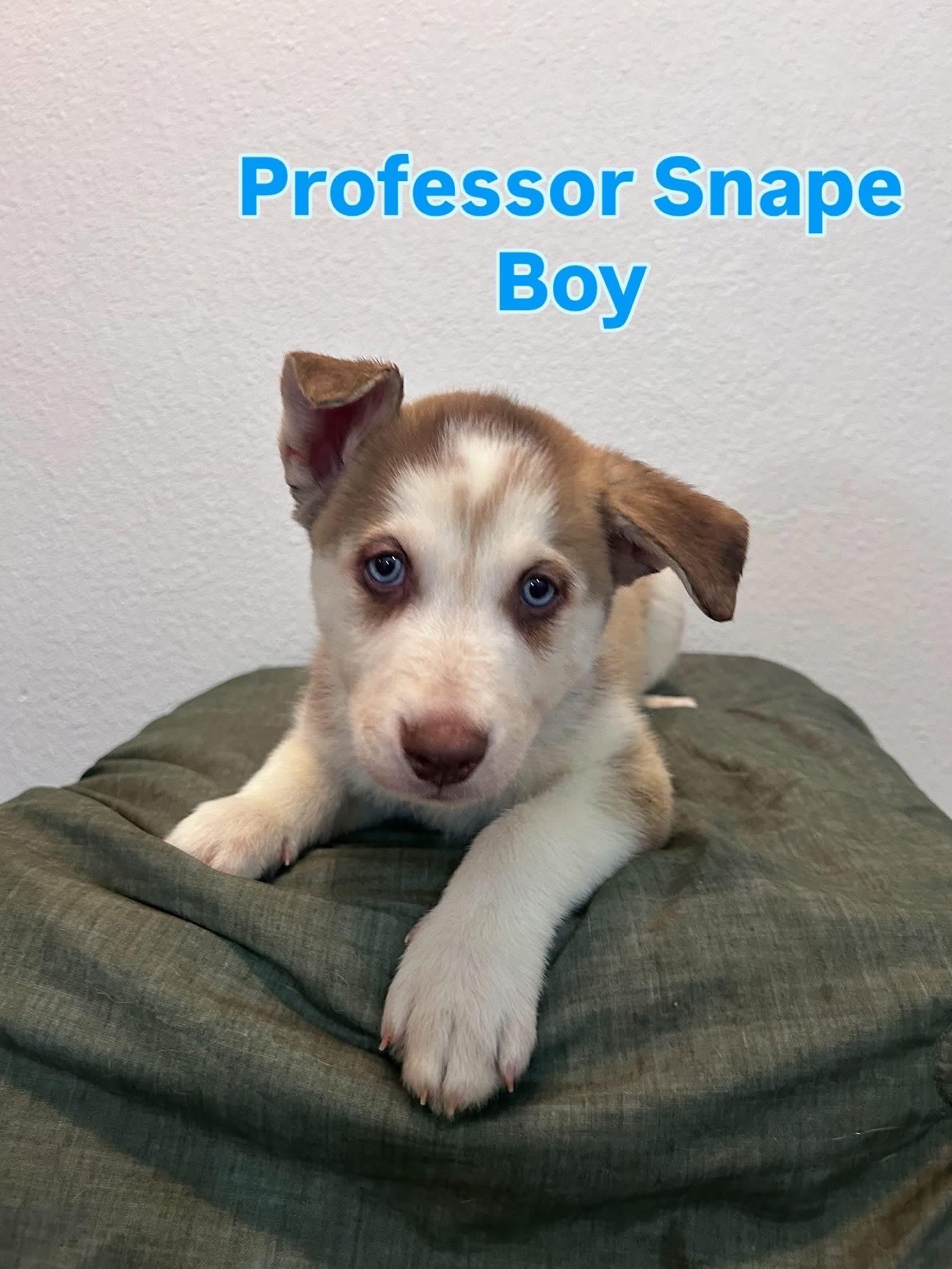 Professor Snape
