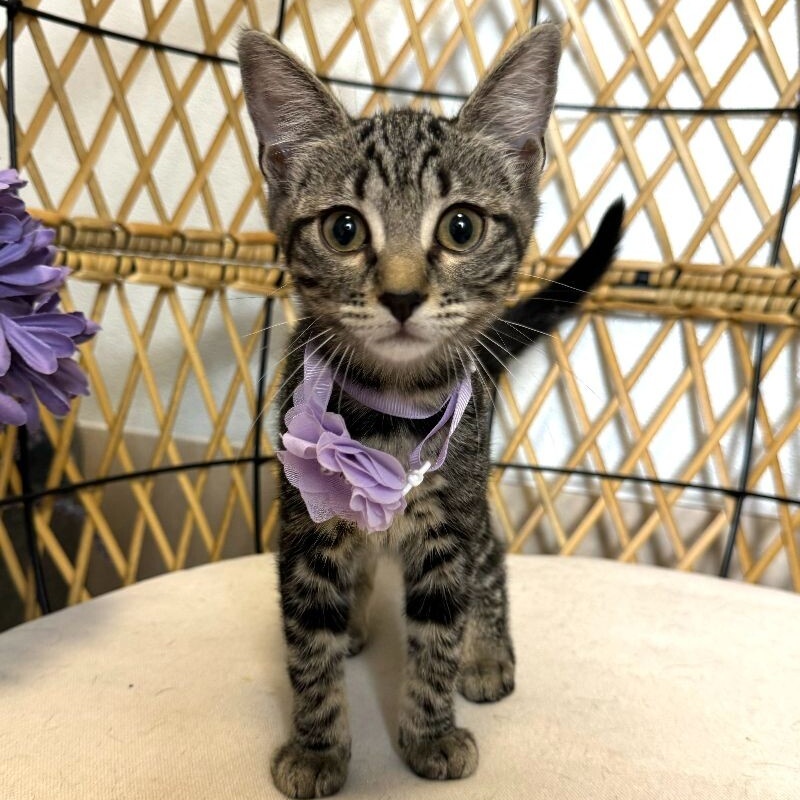 Cat for adoption Johnnie Walker Whiskey, a Tabby Mix in Pittsburgh