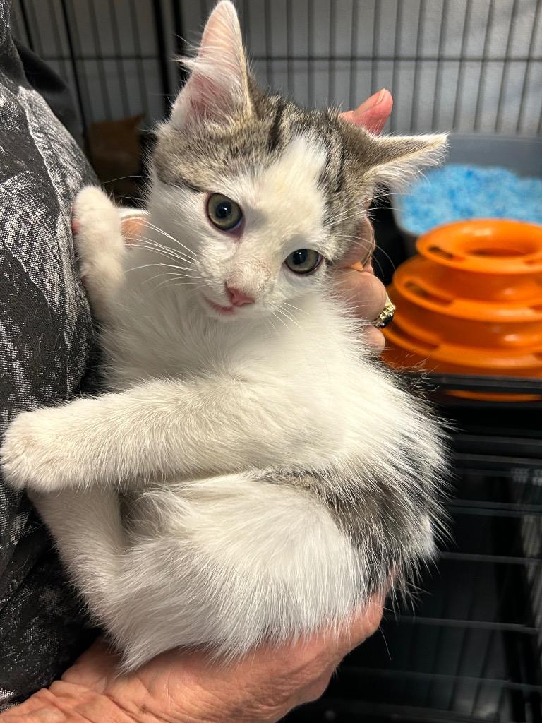 Enlarge Marble, a Adopted mixed breed in Grand Junction, CO image 1/1