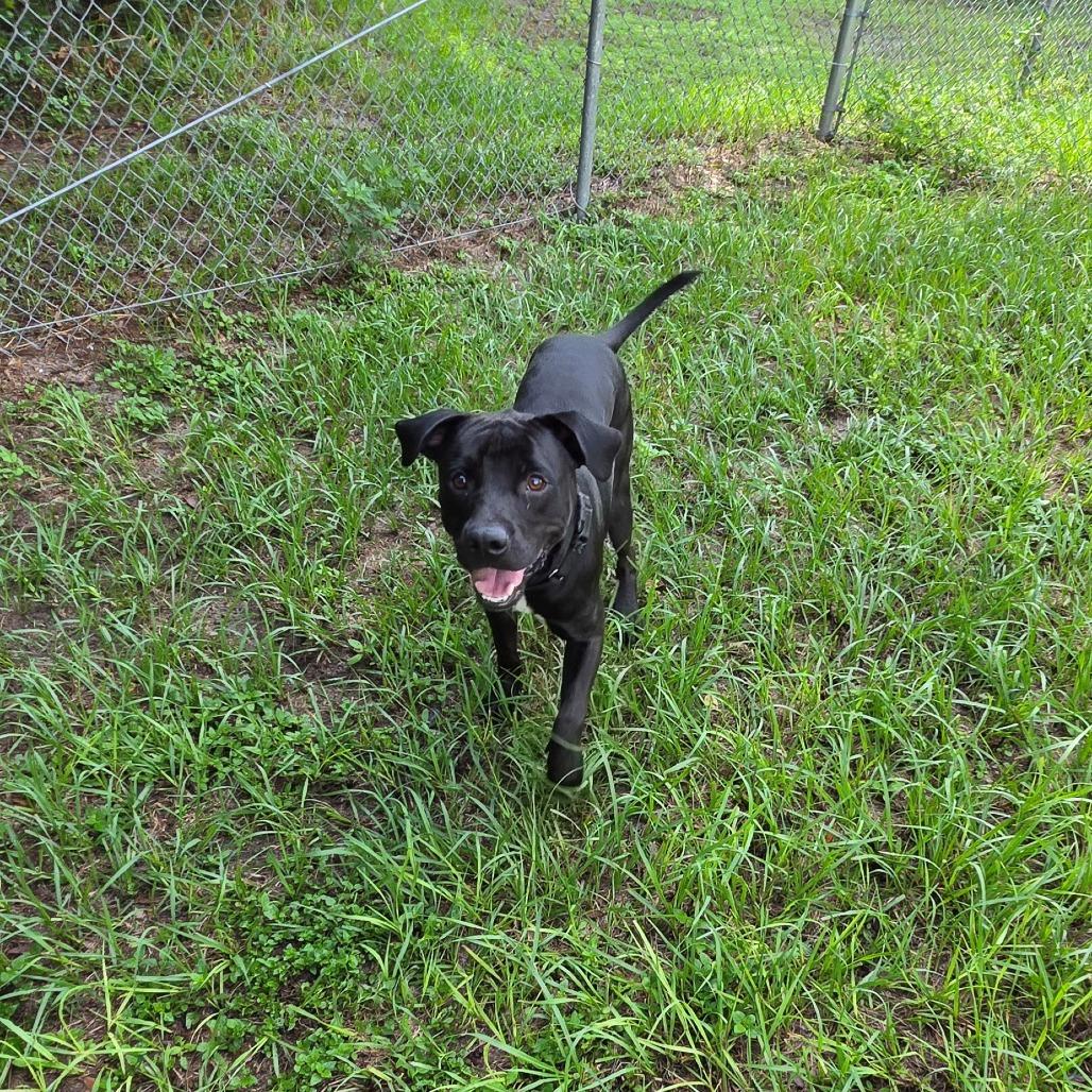 Enlarge Atlas, a Adoptable Mixed Breed in Lake Panasoffkee, FL image 1/6