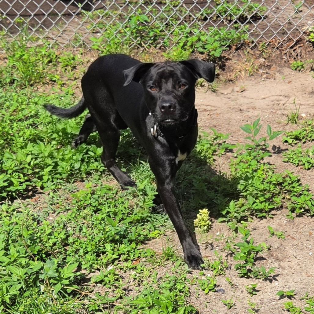 Enlarge Atlas, a Adoptable Mixed Breed in Lake Panasoffkee, FL image 2/6