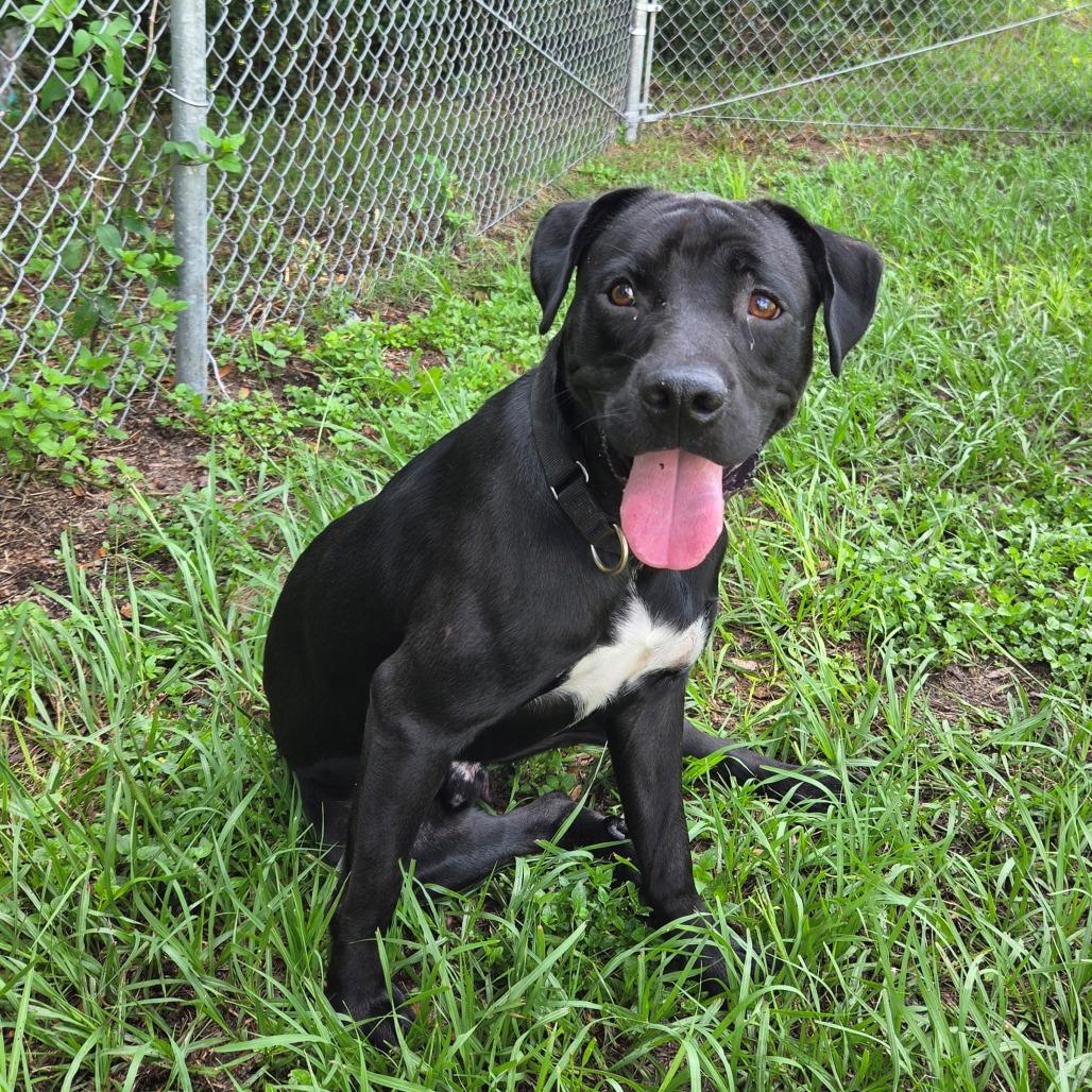 Enlarge Atlas, a Adoptable Mixed Breed in Lake Panasoffkee, FL image 3/6