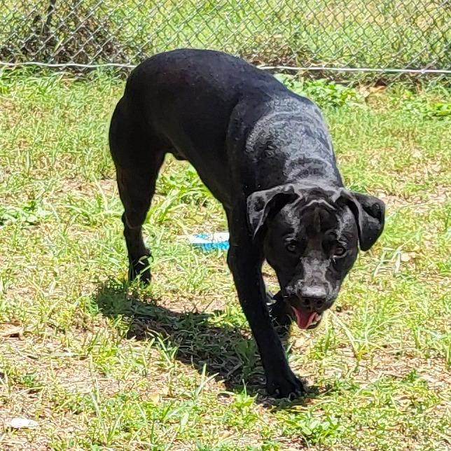 Enlarge Atlas, a Adoptable Mixed Breed in Lake Panasoffkee, FL image 4/6