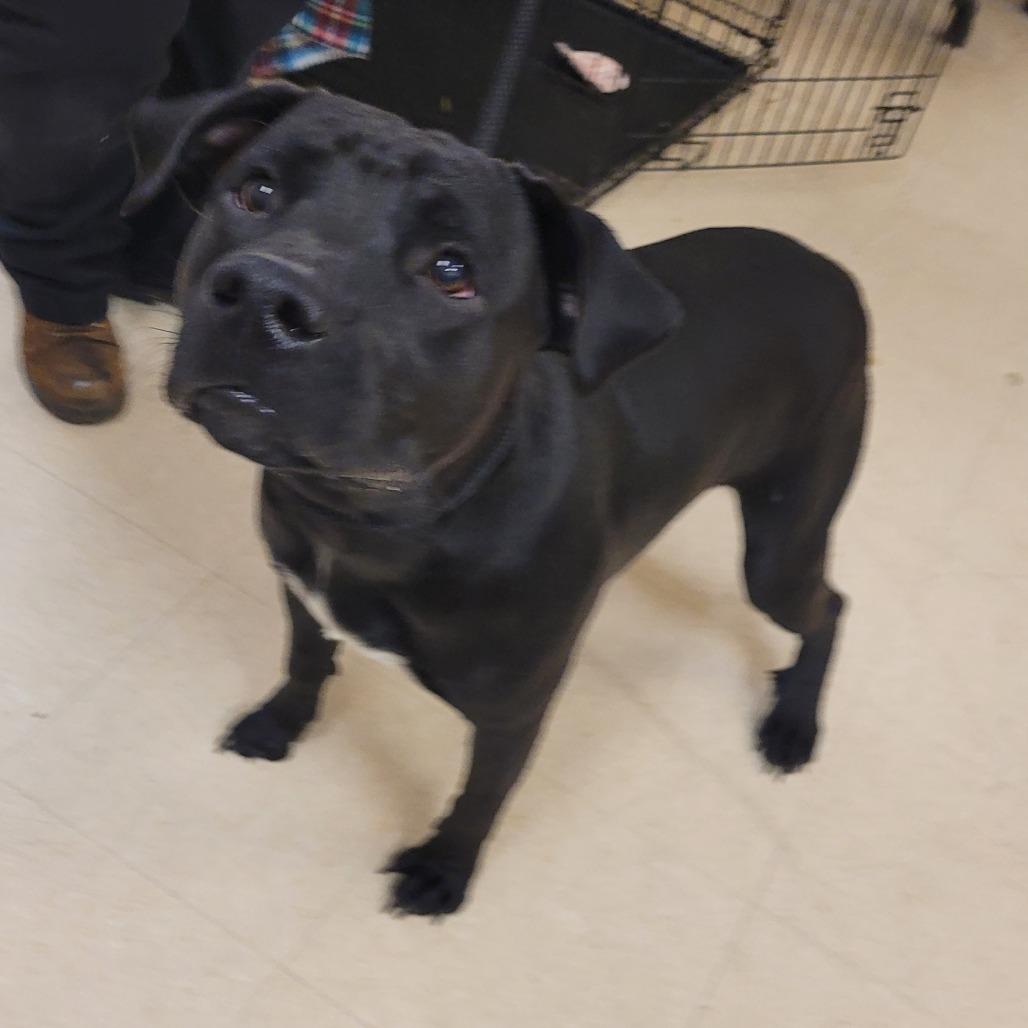Enlarge Atlas, a Adoptable Mixed Breed in Lake Panasoffkee, FL image 5/6
