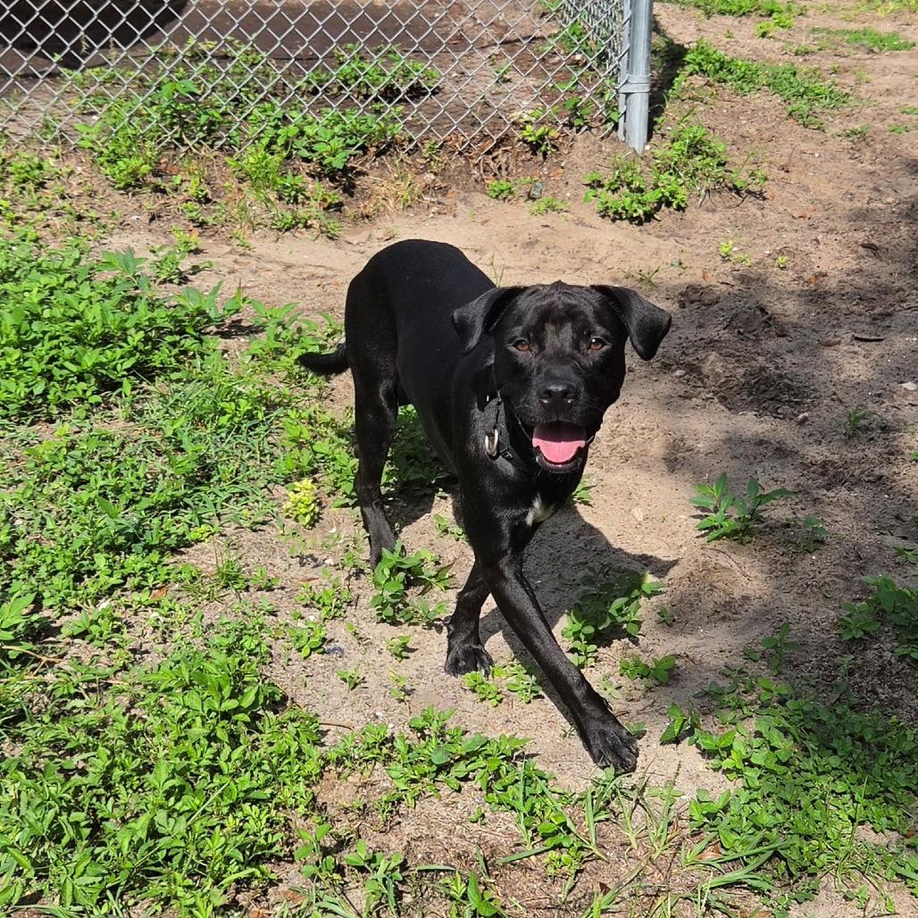 Enlarge Atlas, a Adoptable Mixed Breed in Lake Panasoffkee, FL image 6/6