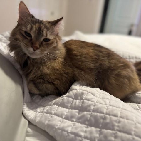 Enlarge Foxy Lady, a Adoptable Domestic Long Hair in Alexandria, VA image 3/6