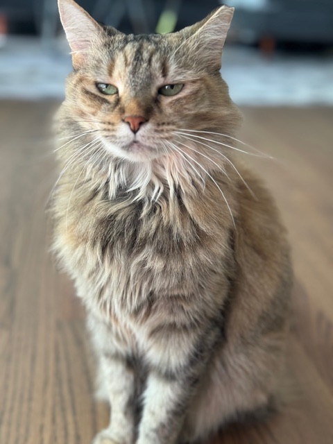 Enlarge Foxy Lady, a Adoptable Domestic Long Hair in Alexandria, VA image 2/6