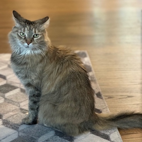 Enlarge Foxy Lady, a Adoptable Domestic Long Hair in Alexandria, VA image 5/6