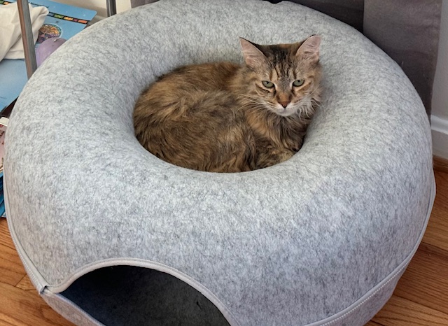 Enlarge Foxy Lady, a Adoptable Domestic Long Hair in Alexandria, VA image 6/6