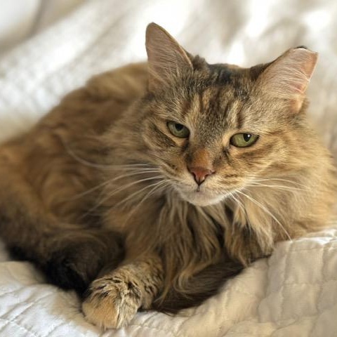 Foxy Lady, Adoptable, Senior Female Domestic Long Hair.
