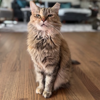 Enlarge Foxy Lady, a Adoptable Domestic Long Hair in Alexandria, VA image 4/6
