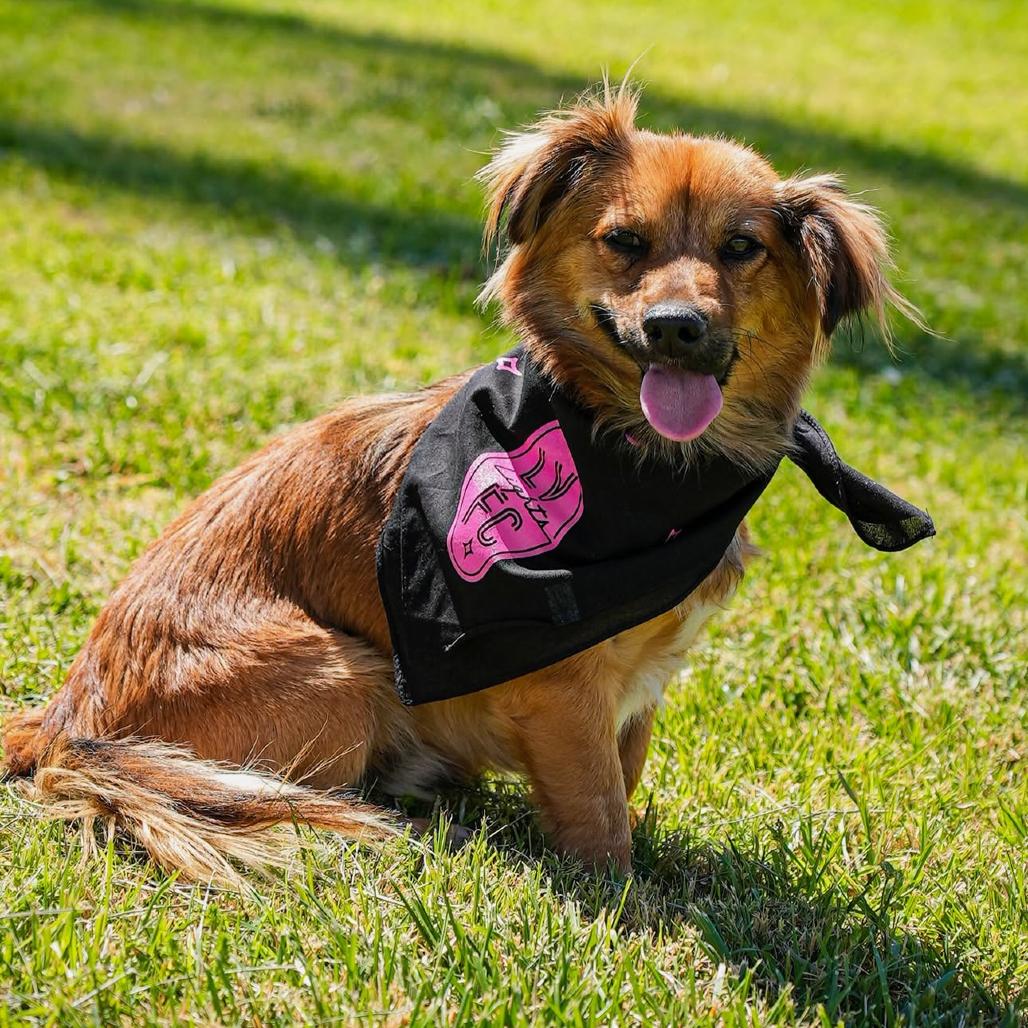 Enlarge Cooper, a Adoptable mixed breed in Las Vegas, NV image 1/6