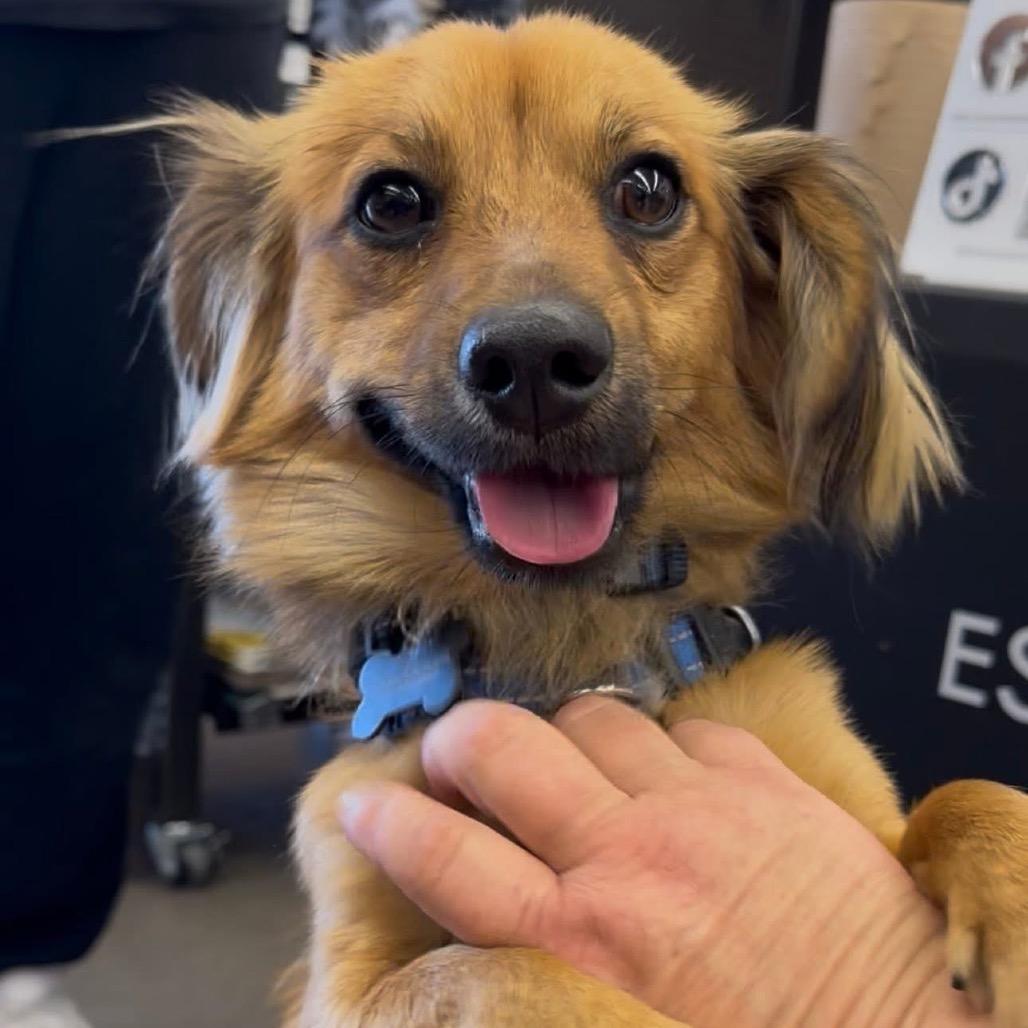 Cooper, Adoptable, Young Male Dachshund & Mixed Breed.