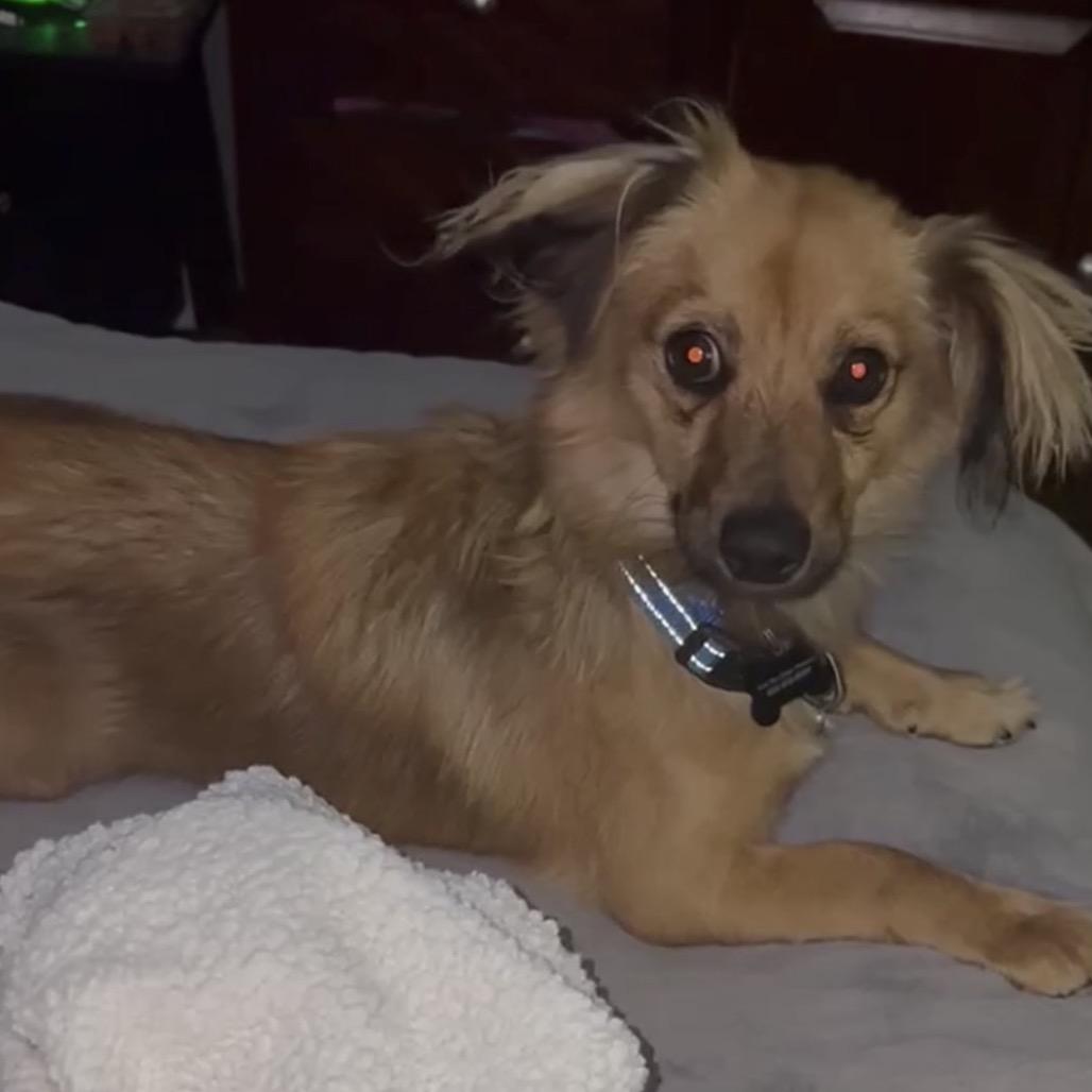 Enlarge Cooper, a Adoptable mixed breed in Las Vegas, NV image 2/5