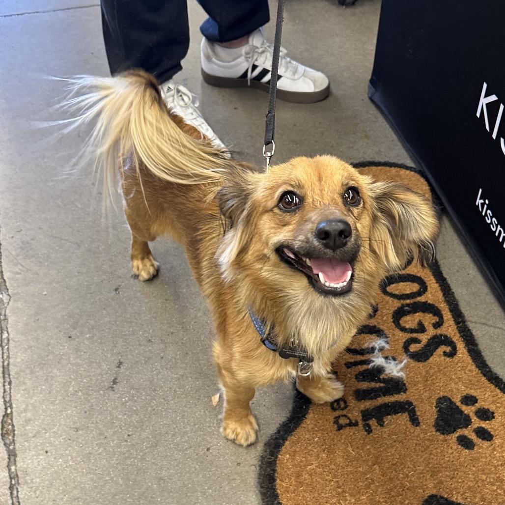 Cooper, Adoptable, Young Male Dachshund & Mixed Breed.