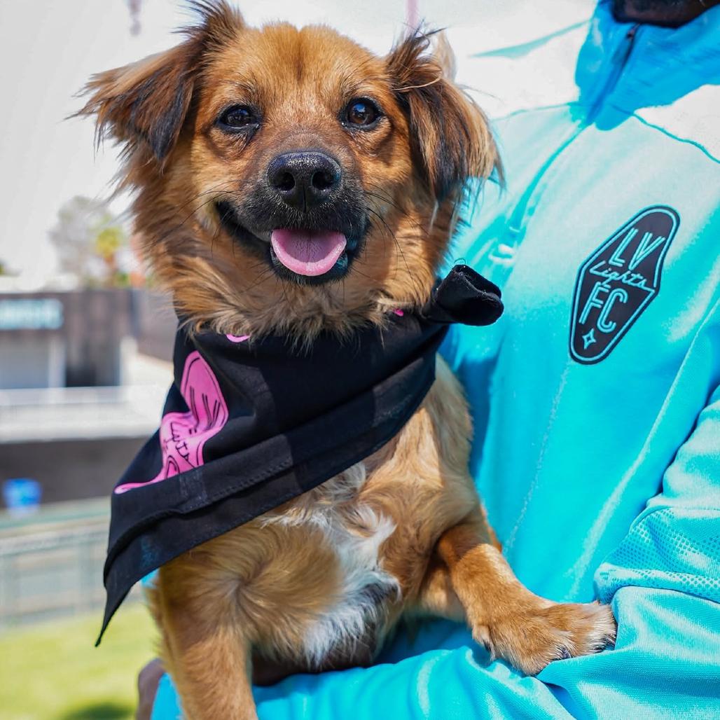 Enlarge Cooper, a Adoptable mixed breed in Las Vegas, NV image 2/6