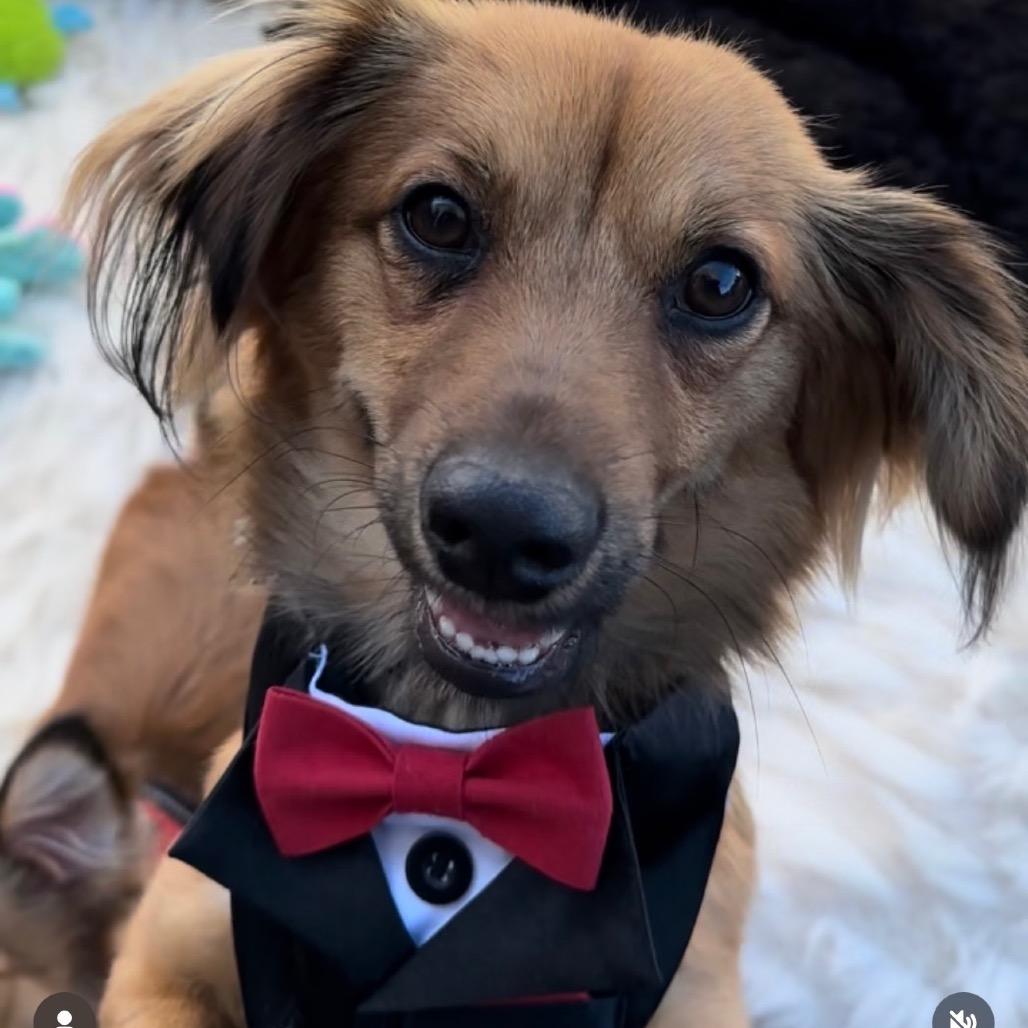 Enlarge Cooper, a Adoptable mixed breed in Las Vegas, NV image 4/6