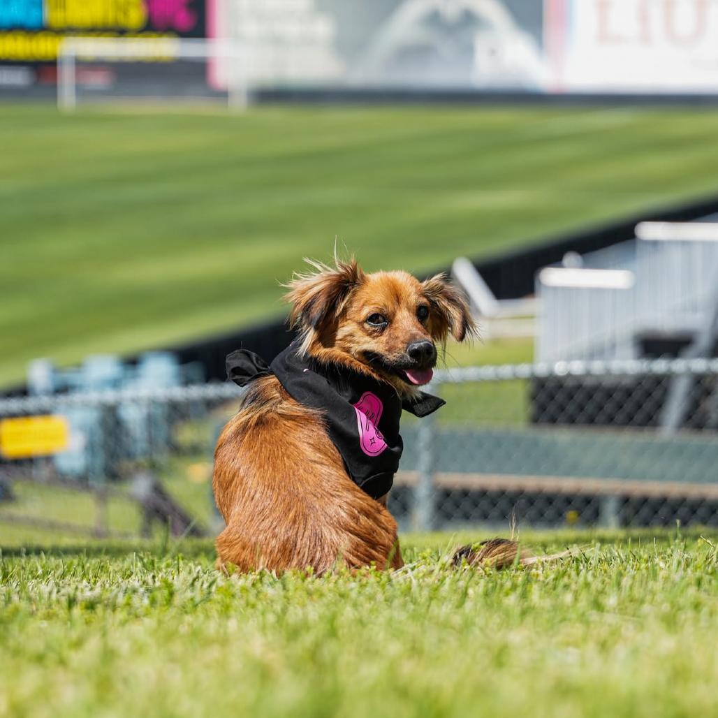 Enlarge Cooper, a Adoptable mixed breed in Las Vegas, NV image 4/6