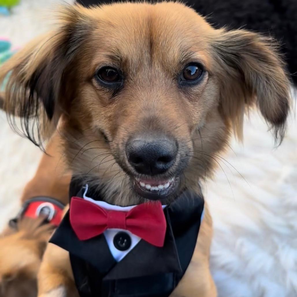 Enlarge Cooper, a Adoptable mixed breed in Las Vegas, NV image 5/6