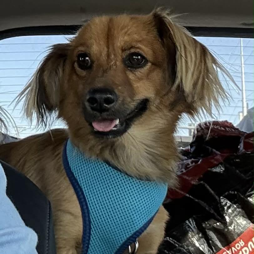 Enlarge Cooper, a Adoptable mixed breed in Las Vegas, NV image 4/5