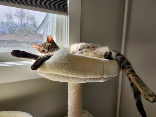 Enlarge Carly, a Adoptable Domestic Short Hair in River Edge, NJ image 12/15