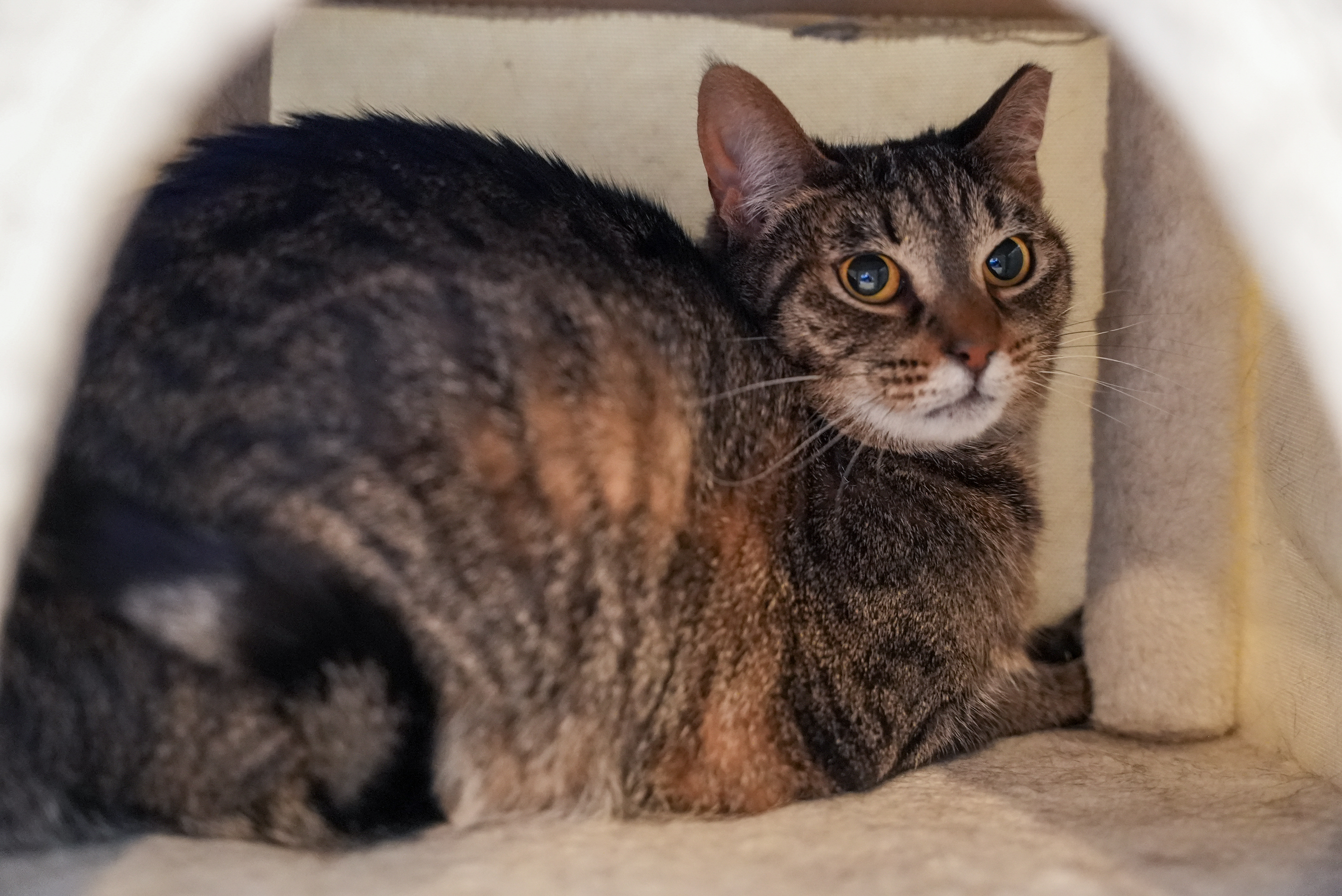Enlarge Carly, a Adoptable Domestic Short Hair in River Edge, NJ image 15/15