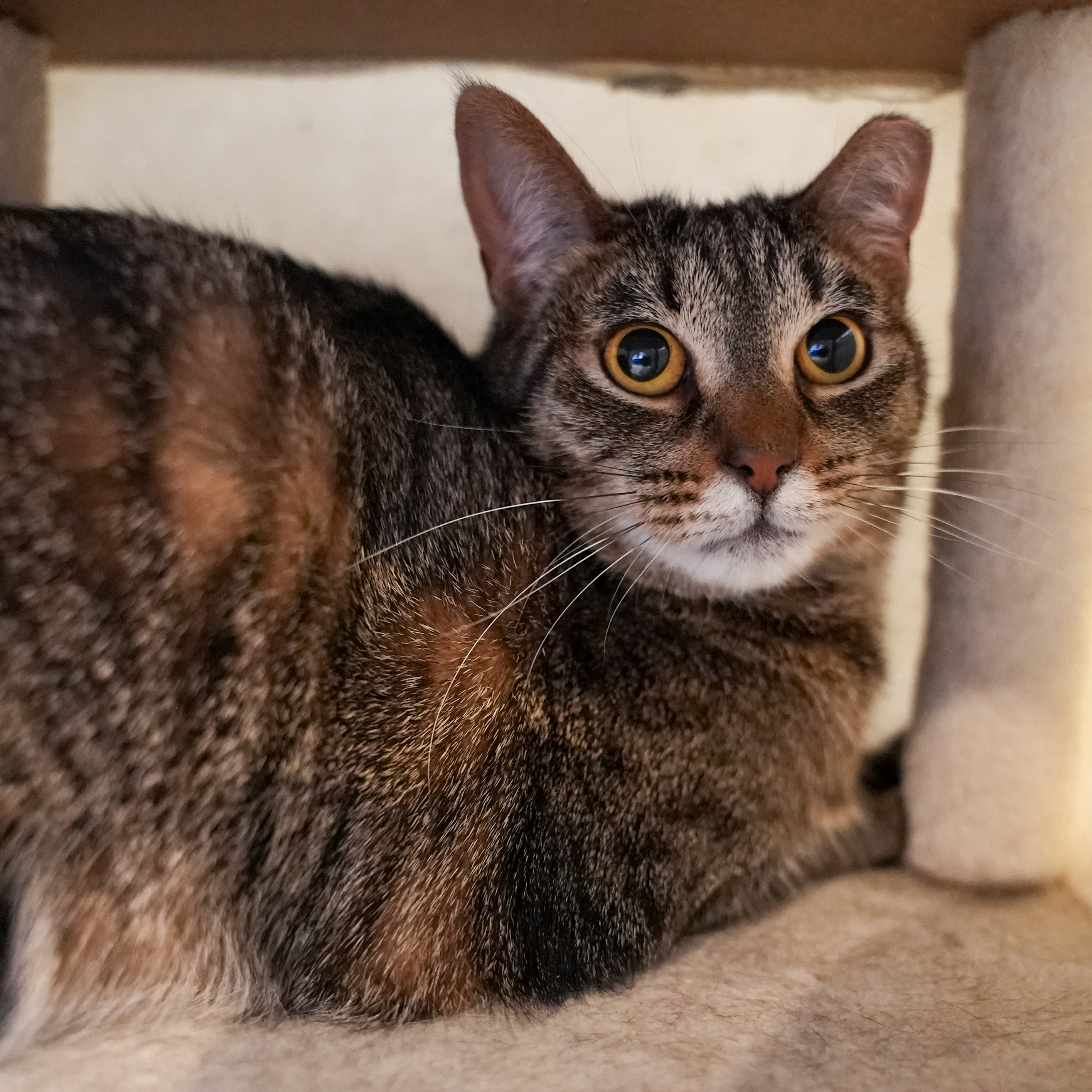 Carly, a Adoptable Domestic Short Hair in River Edge, NJ image 1/15