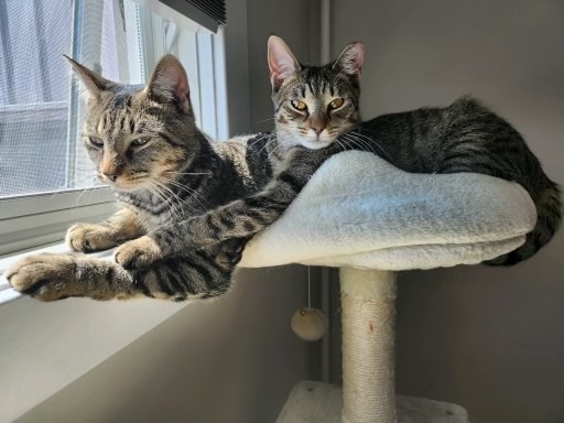 Enlarge Carly, a Adoptable Domestic Short Hair in River Edge, NJ image 13/15