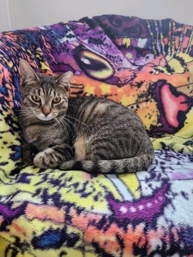 Enlarge Carly, a Adoptable Domestic Short Hair in River Edge, NJ image 14/15