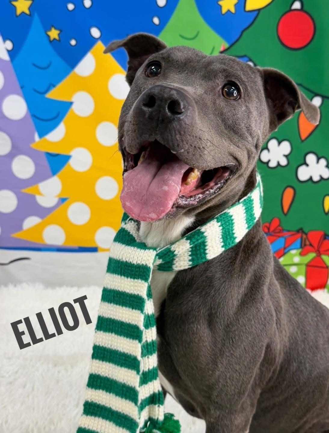 Elliot, Adoptable, Senior Male Mixed Breed.