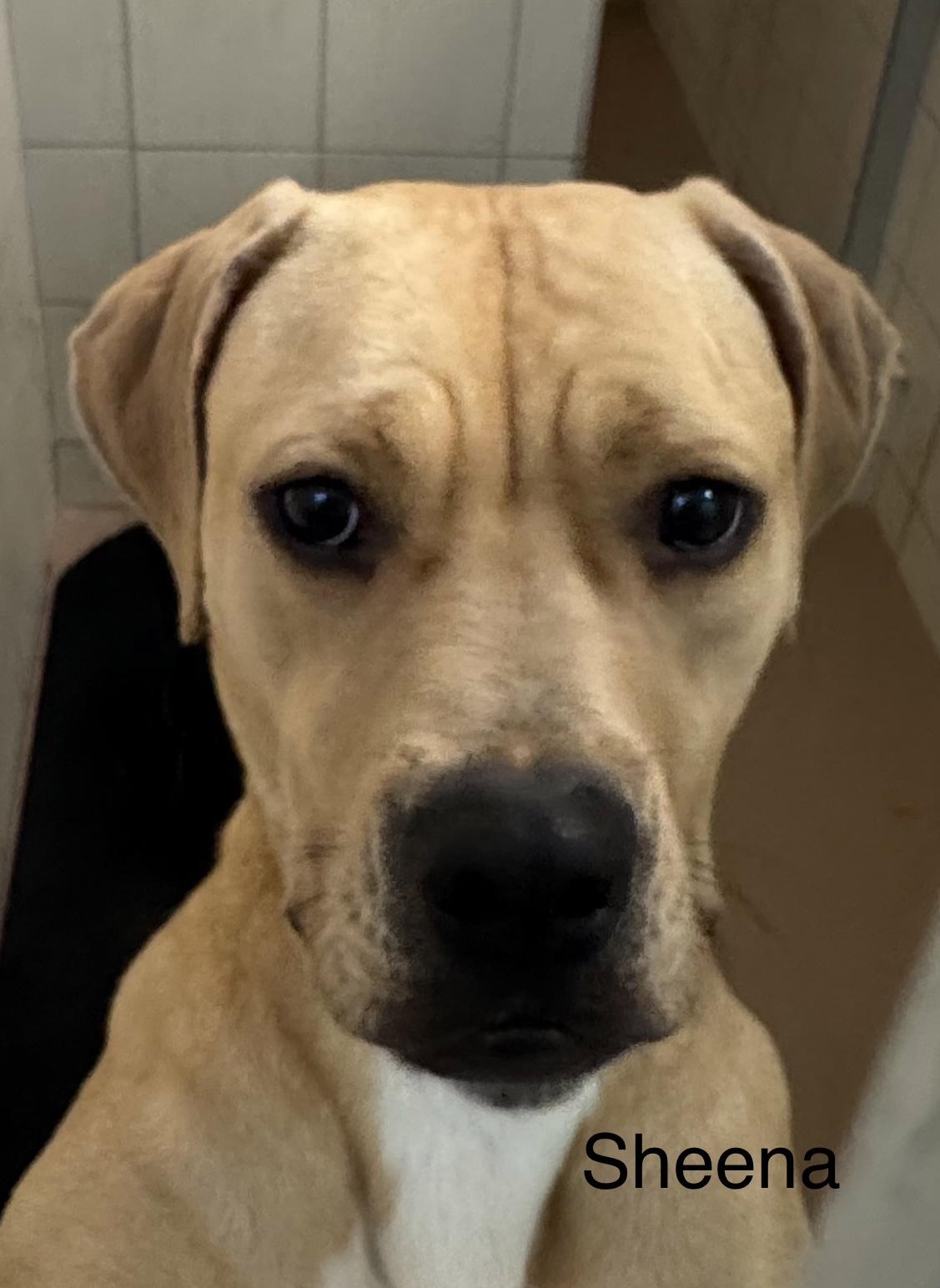 Enlarge Sheena, a ADOPTABLE Boxer in Ulster, PA image 1/1