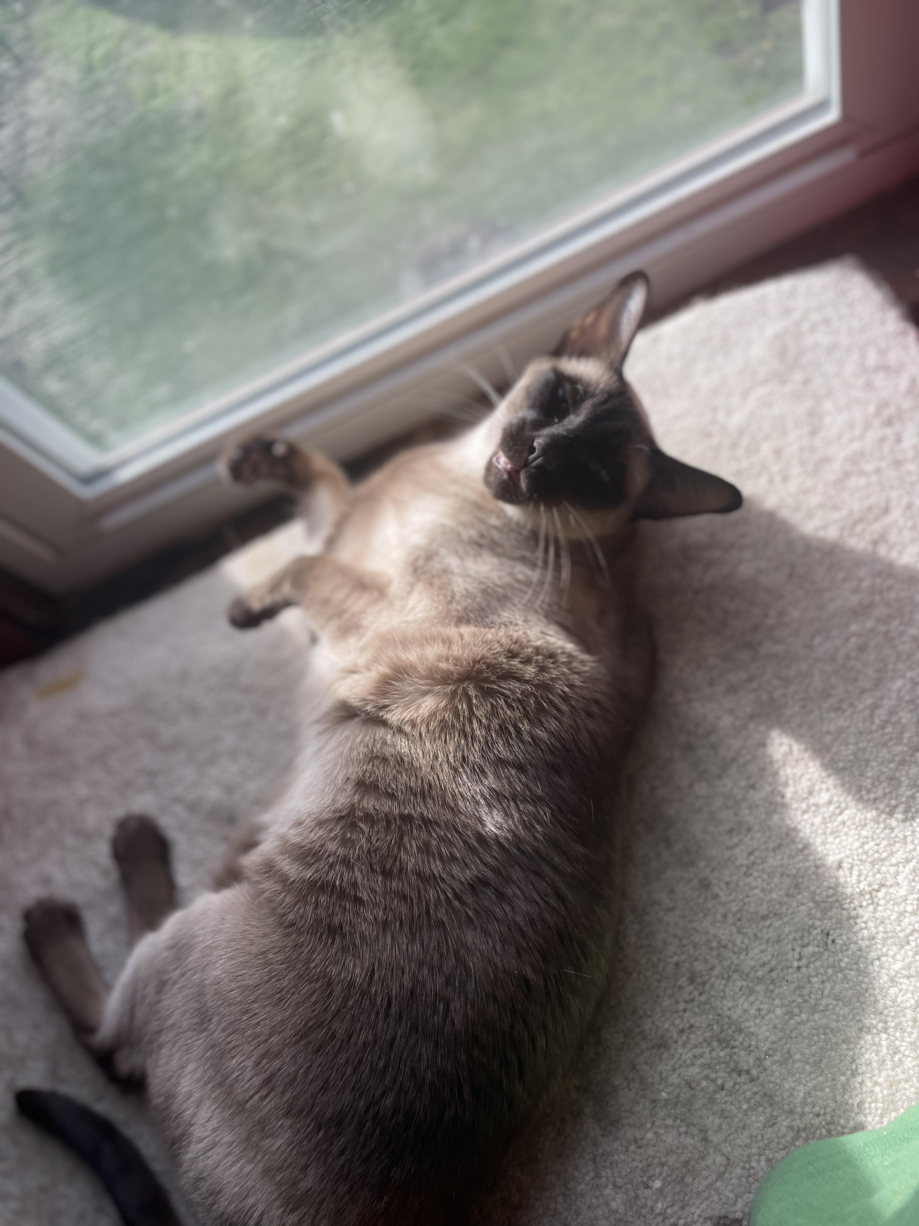 Cleah, an adoptable Siamese in Brockport, NY image 6/6