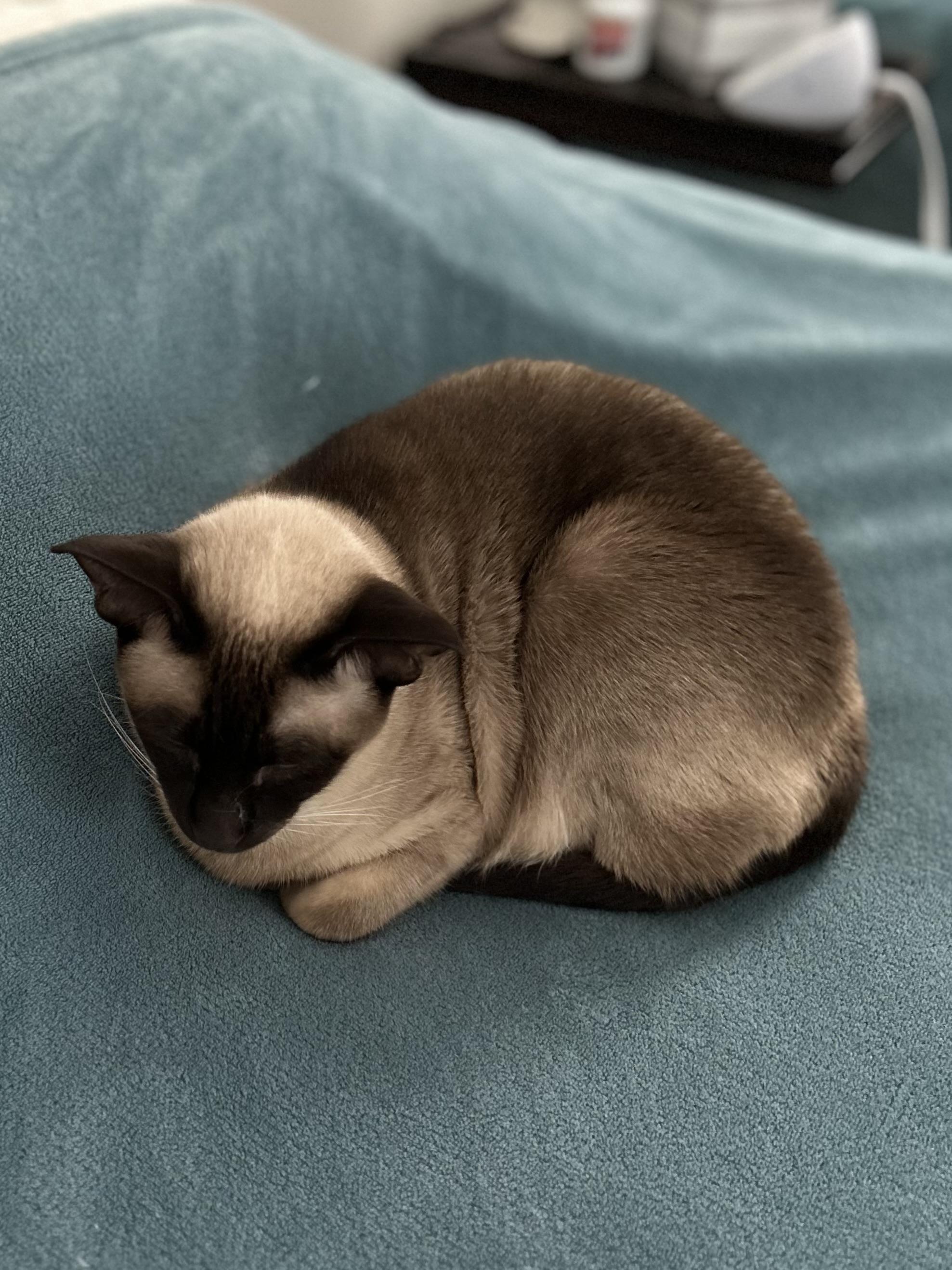 Enlarge Cleah, an adoptable Siamese in Brockport, NY image 5/5