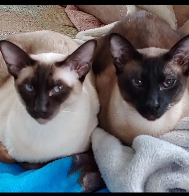 Enlarge Cleah - Cleah on the left is available for adoption, an adoptable Siamese in Brockport, NY image 1/1