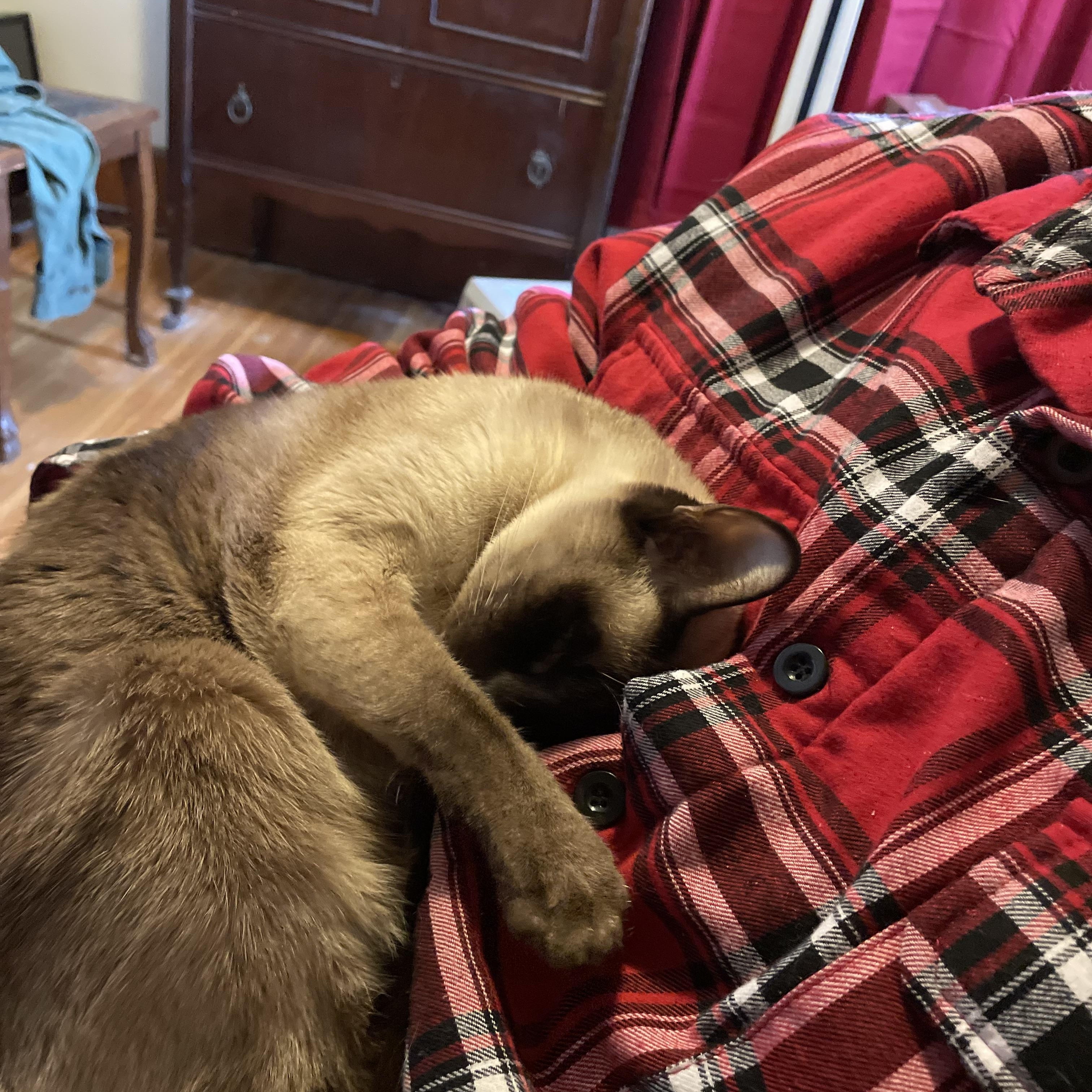 Cleah, an adoptable Siamese in Brockport, NY image 3/6