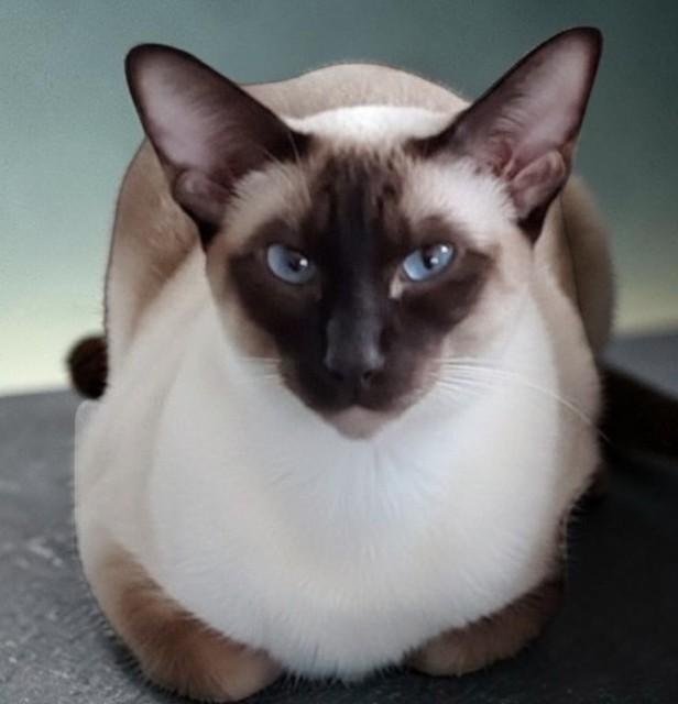 Enlarge Cleah, an adoptable Siamese in Brockport, NY image 1/5