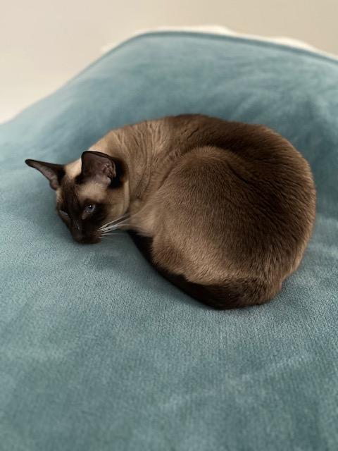 Enlarge Cleah, an adoptable Siamese in Brockport, NY image 4/5