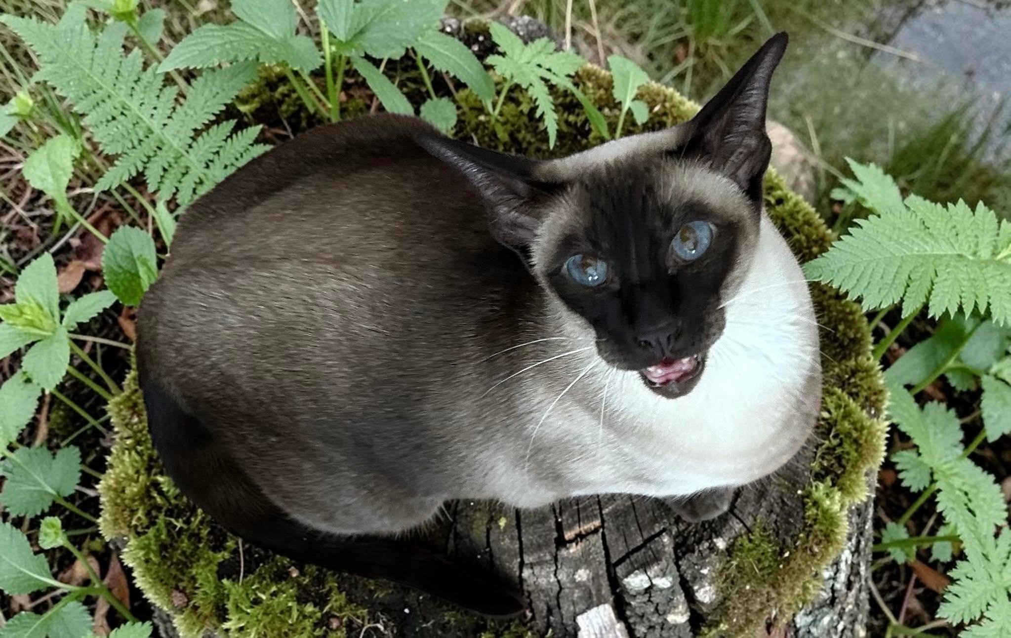 Cleah, an adoptable Siamese in Brockport, NY image 1/6